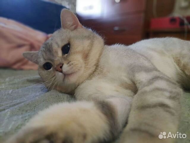 Вязка. Шотландский прямоухий кот