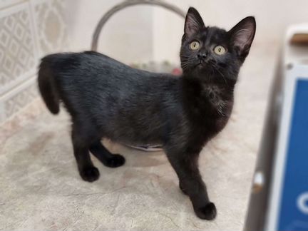 Котята девочки, приучены, в квартиру