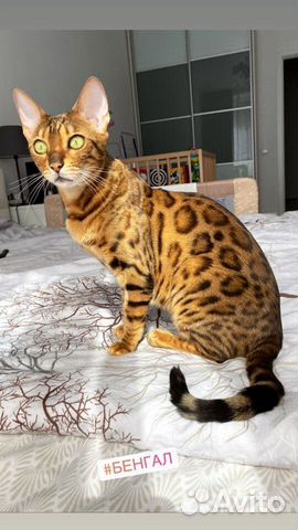 Самые ручные бенгальские котята