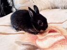 Продается декоративный нидерладский кролик объявление продам