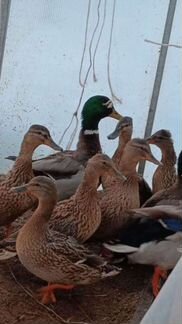 Дикие селезни