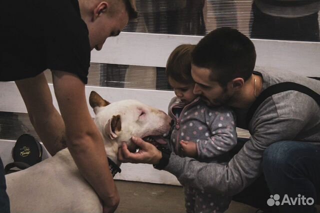 Знакомство с породой «Бультерер»/фотосессия