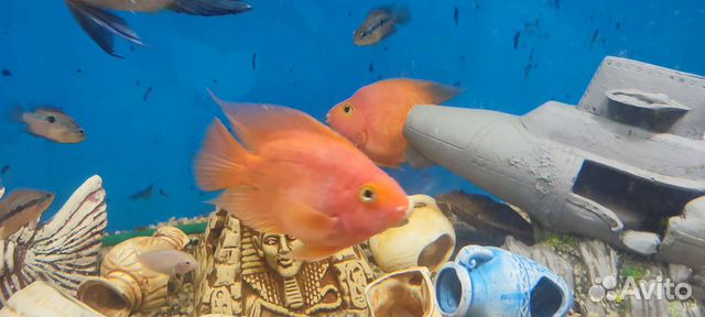 Рыба растения улитки декорации