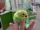 Волнистый попугай ручной объявление продам