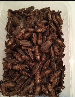 Мраморные тараканы имаго и пред имаго