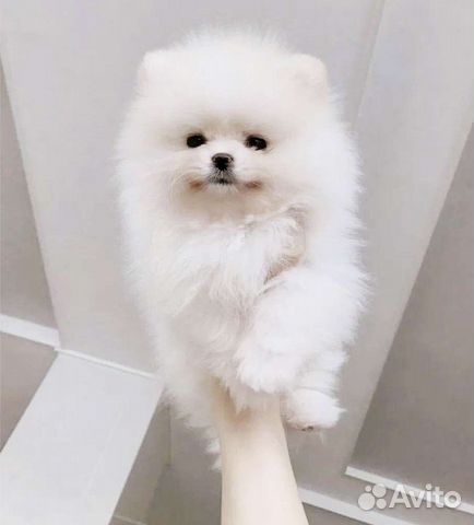 Шикарные мишки