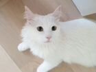 Белый сибирский котик в добрые руки