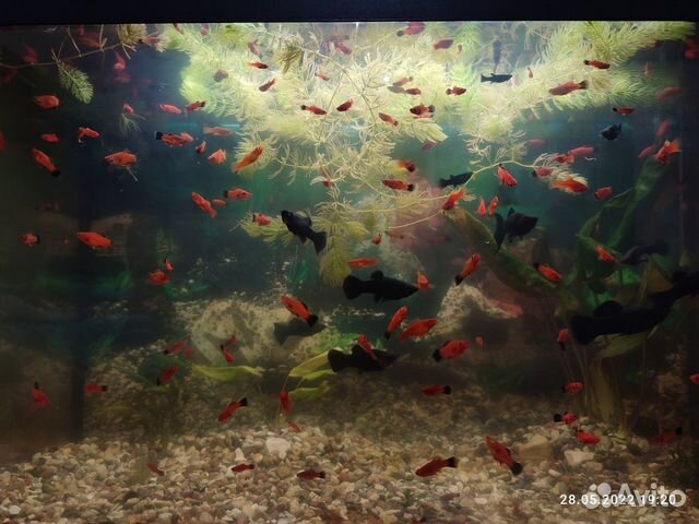 Аквариумные рыбки: меченосцы, молинезии, креветки