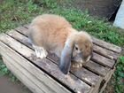 Кролики французский баран объявление продам
