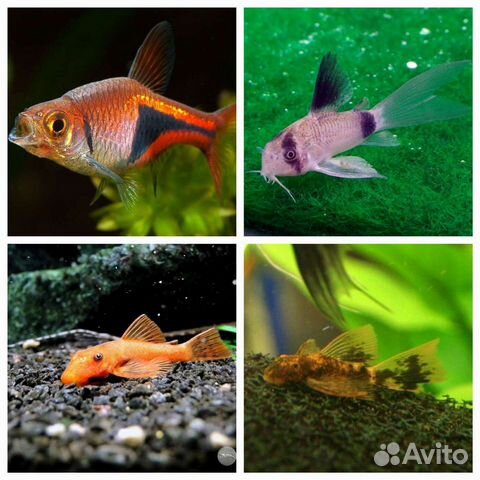 Аквариумные рыбки