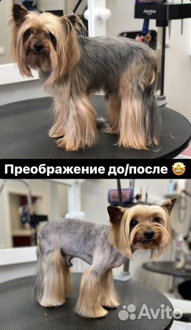 Грумер. Стрижки. Экспресс-линька. Выезд на дом