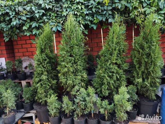 туя смарагд в горшке. туя западная хозери. туя западная holmstrup. туя западная даника. туя купить воронеж.