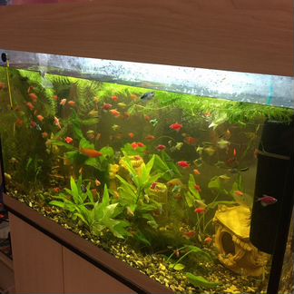 Аквариумные Рыбки