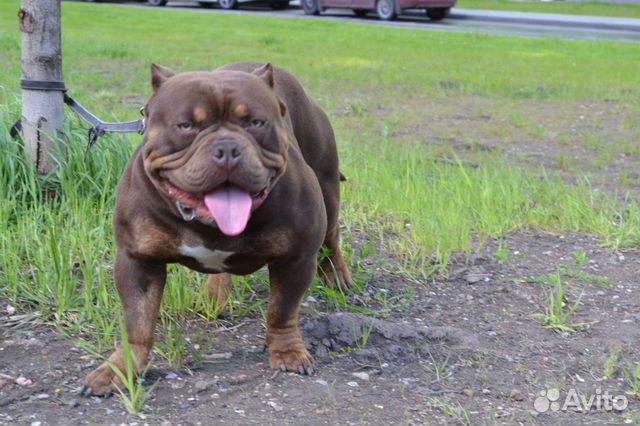 Американский Булли вязка