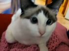 Сиамские кошка бесплатно объявление продам
