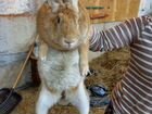 Кролик Серый великан,калифорнийский объявление продам
