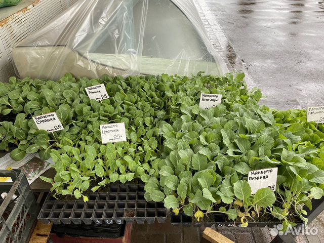 Рассада высокорослых томатов. Томат розовый гигант рассада. Гигант рассада. Малиновый гигант томат рассада. Вид рассады томат розовый гигант.