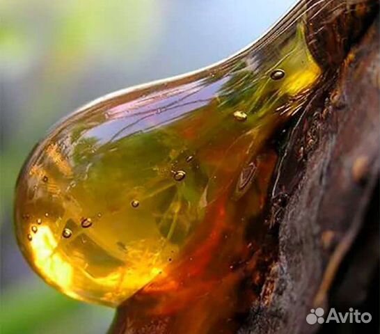 Кедровая живица с кедра сибирского