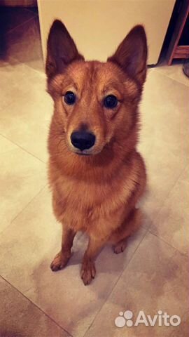 Вязка Карело-финская лайка 2 года, кобель