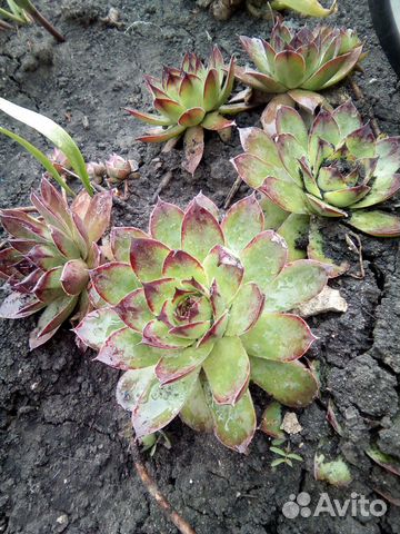 Молодило (каменная роза)