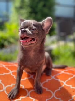 Вязка голубой чихуахуа