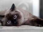 Сиамский кот вязка объявление продам