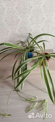 Цветы Хлорофитум