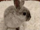 Кролик супер карлик цветной объявление продам