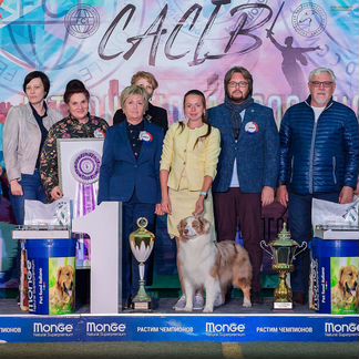 Дрессировка собак, выгул, подготовка к выставкам