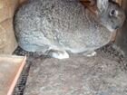 Кролики Ризин - Фландер объявление продам