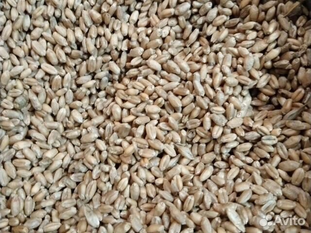 Зерно, пшеница, овёс, ячмень,дроблёнка. Доставка