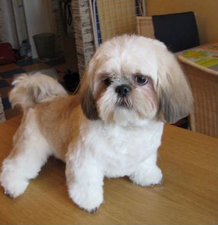 Стрижка кошек и собак(Выезд на дом)