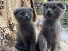 Британские котята метисы бесплатно объявление продам