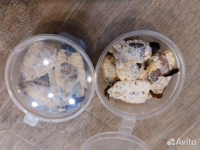 Кормовые насекомые заморозка