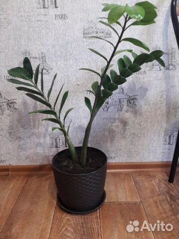 Цветок домашний