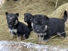 Щенки восточно европейской овчарки без документов объявление продам