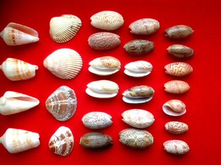 Два набора морских ракушек