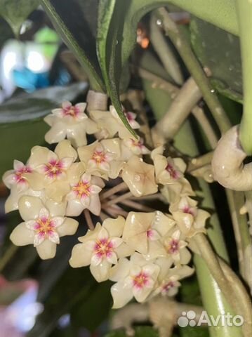 Хойя акута отростки