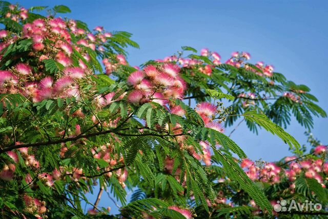 Линкоранская акация, алоказия, монстера