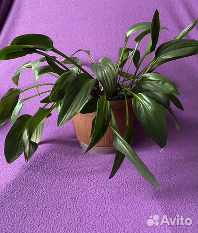 Дримиопсис