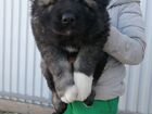 Кавказская овчарка щенки 1,52 месяца объявление продам