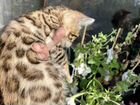 Бенгальские котята от клубных родителей WCF объявление продам