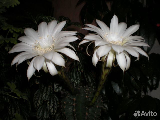 Продаются детки от цветущего кактуса