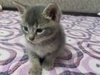 Котятки от абиссинской кошки