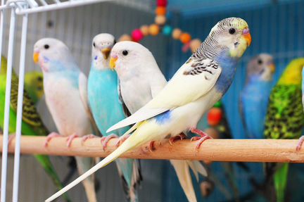 Волнистые попугаи птенцы