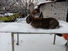Кролики Бельгийский фландер объявление продам