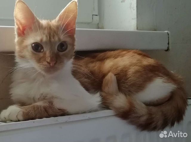 Ярко рыжий котенок