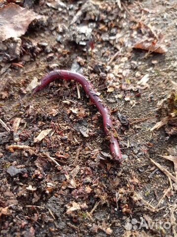 Владимирский старатель