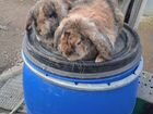 Кролики фр баран объявление продам