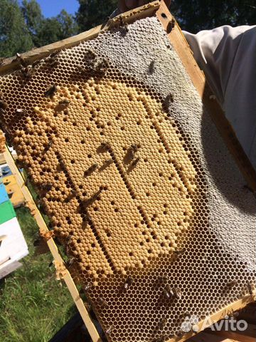 Алтайский Мед гречишный оптом и в розницу